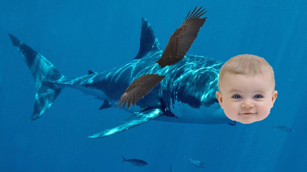 tdy_health_kerry_shark_190220_1920x1080